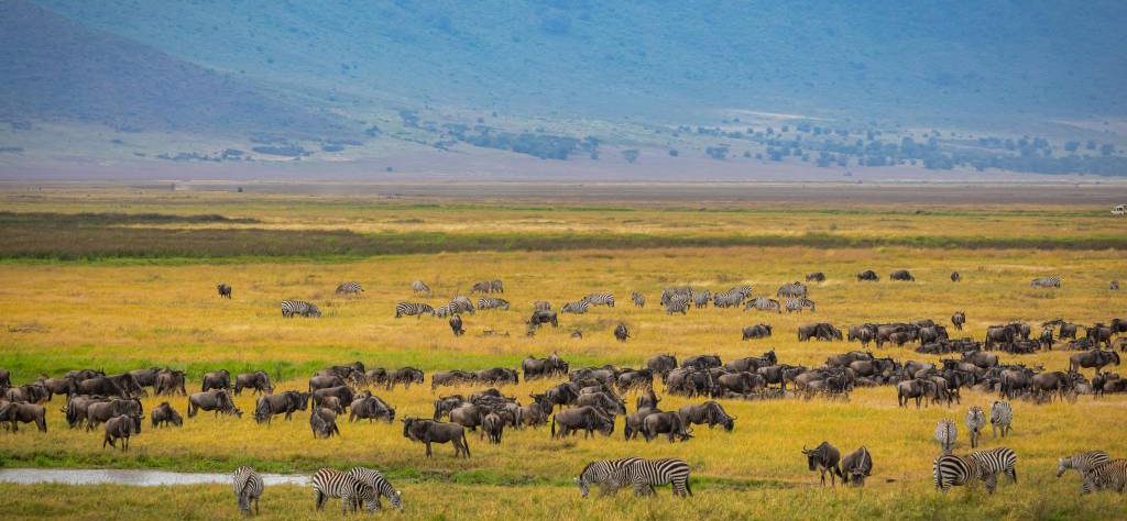 Hors pistes safari Tanzanie : explorer des paysages sauvages et préservés