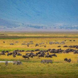 Hors pistes safari Tanzanie : explorer des paysages sauvages et préservés