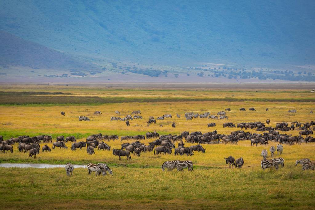 Hors pistes safari Tanzanie : explorer des paysages sauvages et préservés