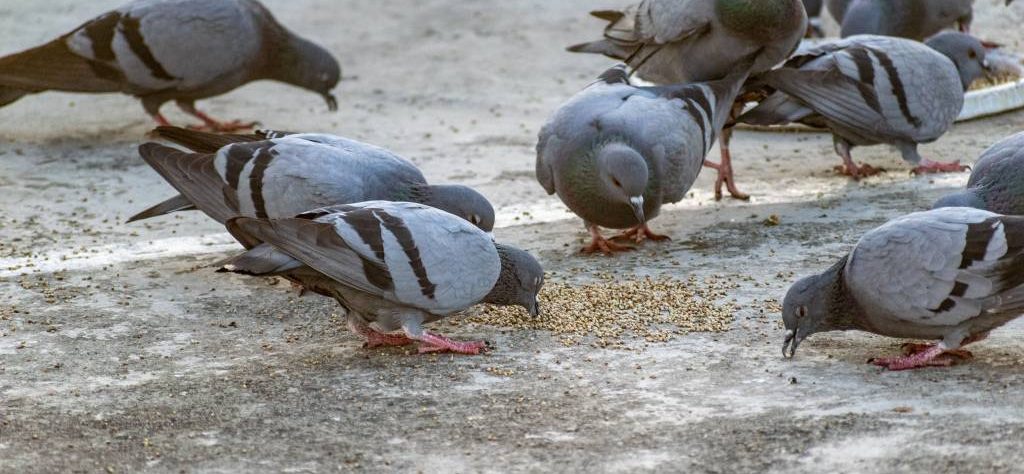 Comment limiter la présence des pigeons en milieu urbain à toulon