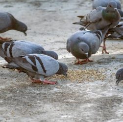 Comment limiter la présence des pigeons en milieu urbain à toulon