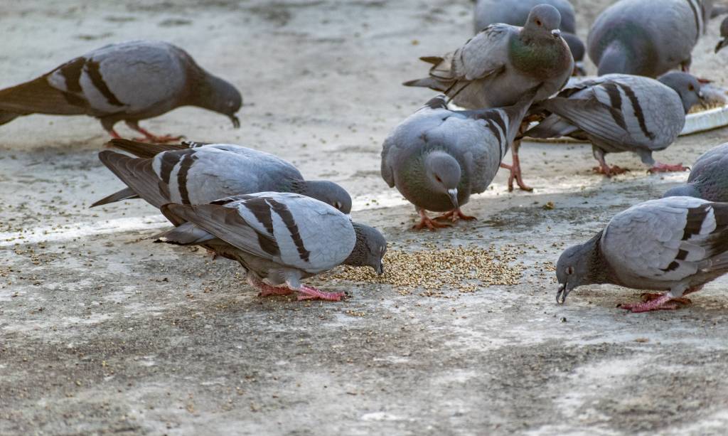 Comment limiter la présence des pigeons en milieu urbain à toulon