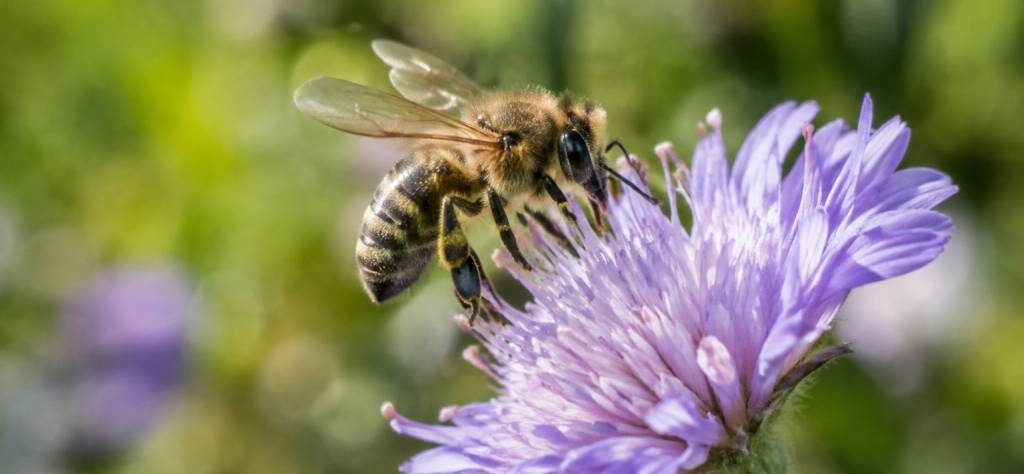 Abeilles disparition : le signal méconnu qui alerte sur l’état de notre biodiversité