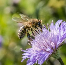 Abeilles disparition : le signal méconnu qui alerte sur l’état de notre biodiversité