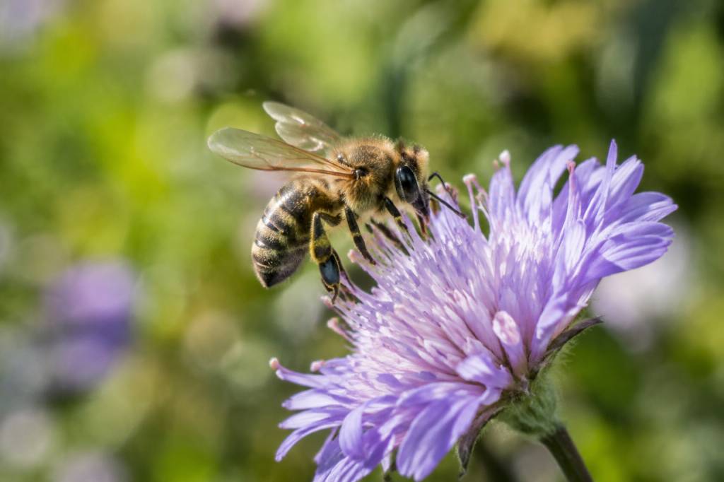 Abeilles disparition : le signal méconnu qui alerte sur l’état de notre biodiversité