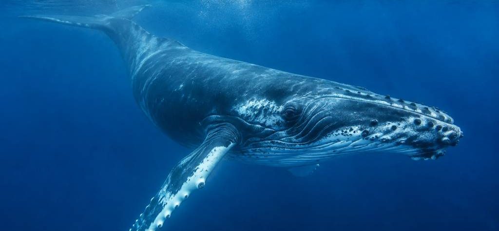 Baleine protection : cette menace invisible pourrait tout changer