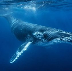 Baleine protection : cette menace invisible pourrait tout changer