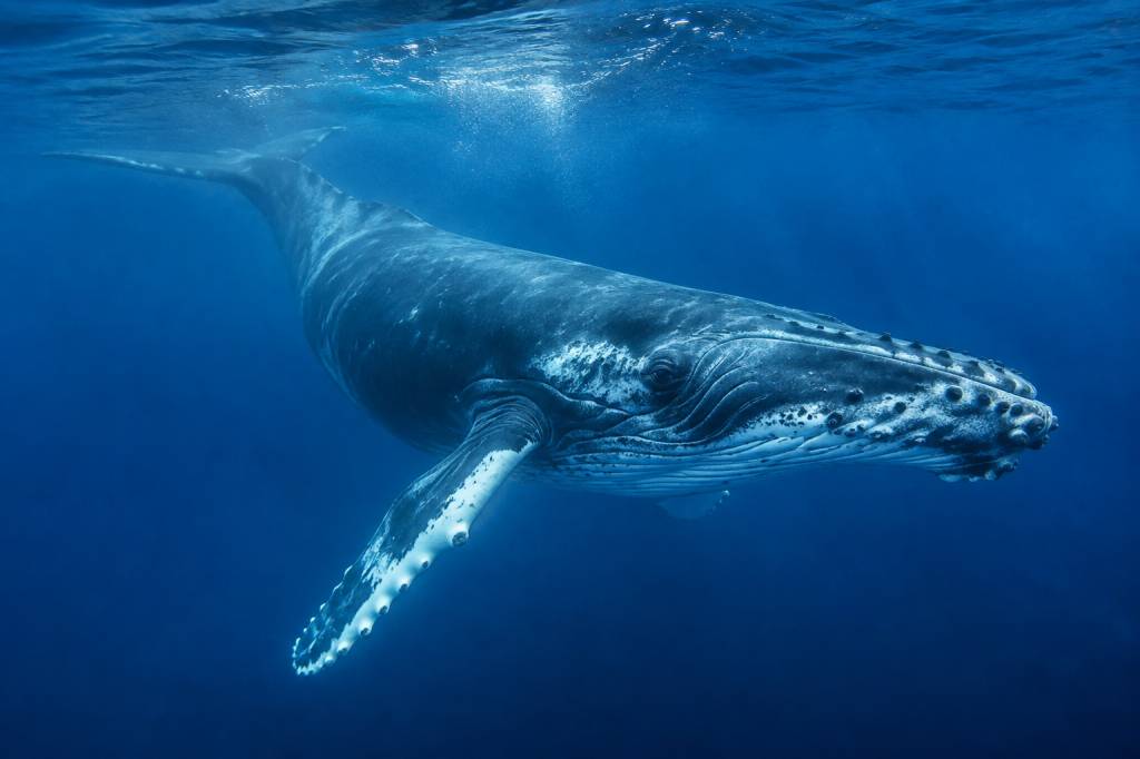 Baleine protection : cette menace invisible pourrait tout changer